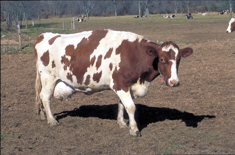 Ayrshire Cow in Howard County, MD